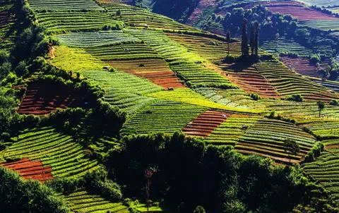 Field in Java Fotos Stock