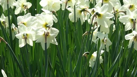 Field of jonquil flowers Stock Footage 80898481