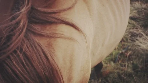 Field-kept horse feeds on mountain meadow. Grazing herd animals chewing grass. Stock Footage 80473060
