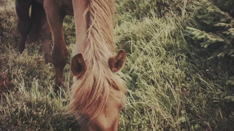 Field-kept horse feeds on mountain meadow. Grazing herd animals chewing grass. Stock Footage 80473160