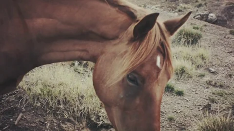 Field-kept horse feeds on mountain meadow. Grazing herd animals chewing grass. Stock Footage 80473192