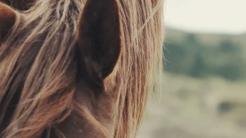 Field-kept horse feeds on mountain meadow. Grazing herd animals chewing grass. Stock Footage 80473225