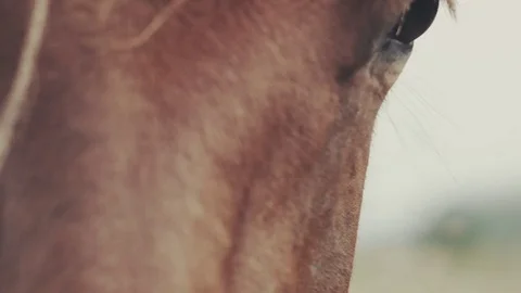 Field-kept horse feeds on mountain meadow. Grazing herd animals chewing grass. Stock Footage 80473227