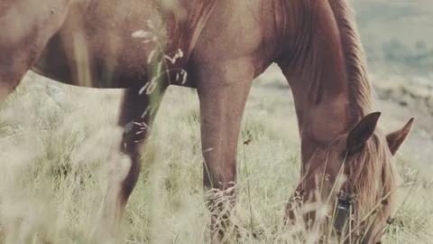 Field-kept horse feeds on mountain meadow. Grazing herd animals chewing grass. Stock Footage 80473237