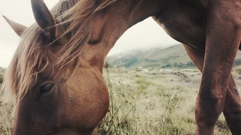 Field-kept horse feeds on mountain meadow. Grazing herd animals chewing grass. Stock Footage 80473245