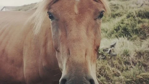 Field-kept horse feeds on mountain meadow. Grazing herd animals chewing grass. Stock Footage 80473259