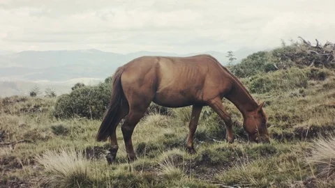Field-kept horse feeds on mountain meadow. Grazing herd animals chewing grass. Stock Footage 80473277
