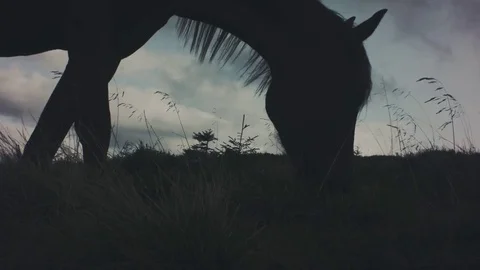 Field-kept horse feeds on mountain meadow. Grazing herd animals chewing grass. Stock Footage 80503223