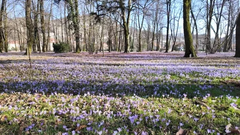 Field of Krocus. Stock Footage 311174325