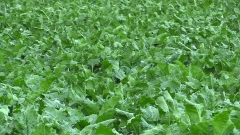 Field land with beet sugar Beta vulgaris altissima, leaves in the wind Stock Footage 78698197