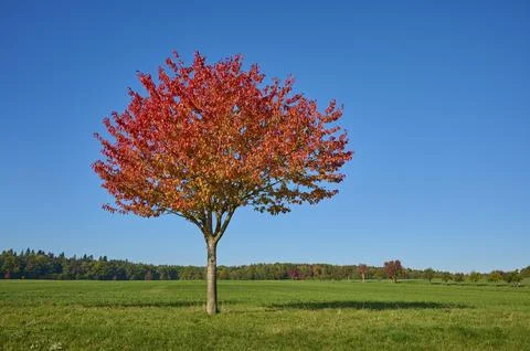 Field landscape cherry tree fruit trees sky autumn beeches Odenwald Foto stock