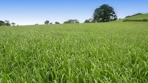 Field Landscape Video stock 6444514