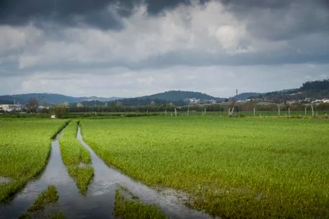 Field landscape with grass marks 스톡 사진