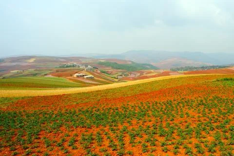 Field landscape Stock Photos