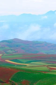 Field landscape Stock Photos