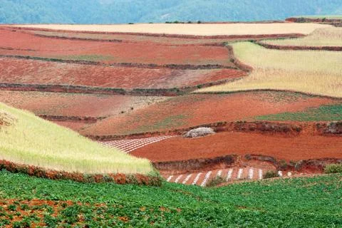 Field landscape Stock Photos