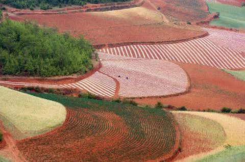 Field landscape Stock Photos