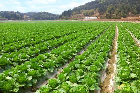 Field Landscape Stock Photos