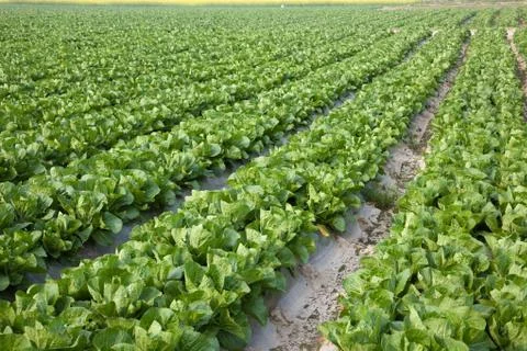 Field Landscape Foto stock