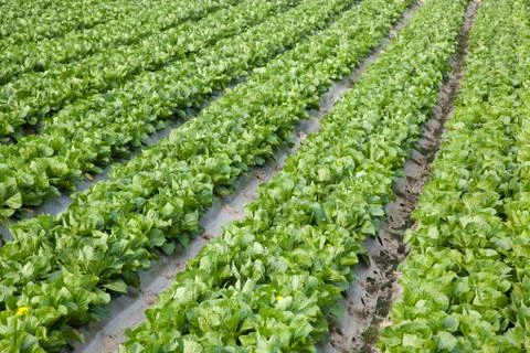 Field Landscape Foto stock