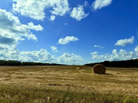 Field landscape Stock Photos