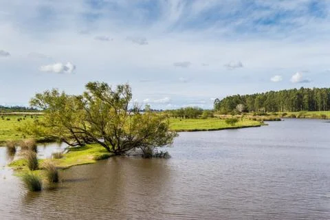 Field landscape with stream and eucalyptus afforestation in Federacion Entre  Stock Photos