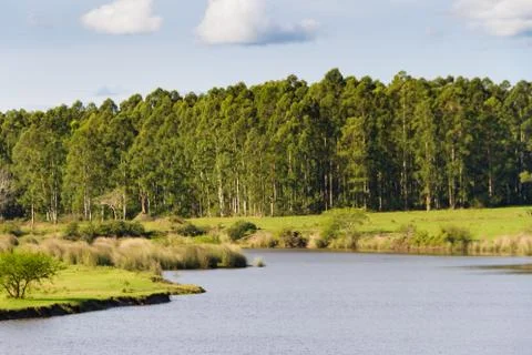 Field landscape with stream and eucalyptus afforestation in Federacion Entre  Stock Photos