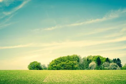 Field landscape with trees Foto stock