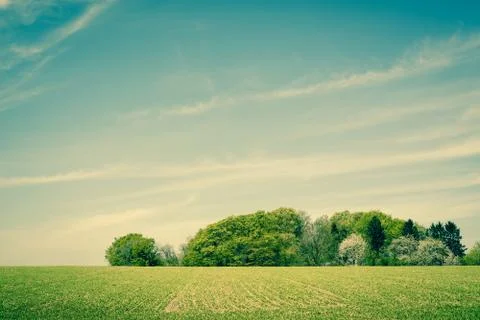 Field landscape with trees Stock Photos
