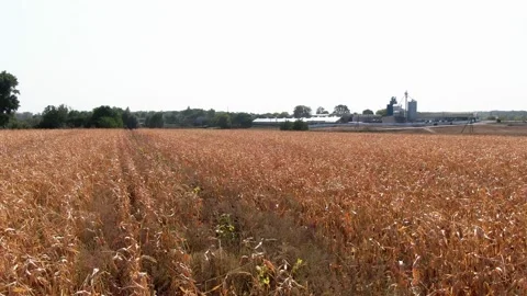 Field landscapes. fields of corn. aerial. golden corn. Stock-Footage 141006961