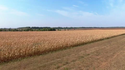 Field landscapes. fields of corn. aerial. golden corn. Vídeo Stock 141008319