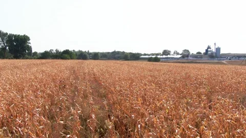 Field landscapes. fields of corn. aerial. golden corn. Vídeo Stock 141008549