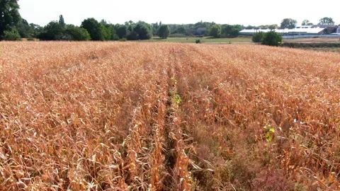Field landscapes. fields of corn. aerial. golden corn. 動画素材 141008836