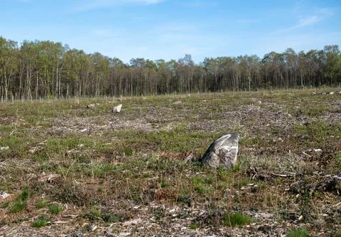A field with a large rock in the middle 스톡 사진