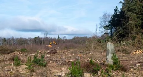 A field with a large tree in the background and a large stone in the foregrou Stock Photos