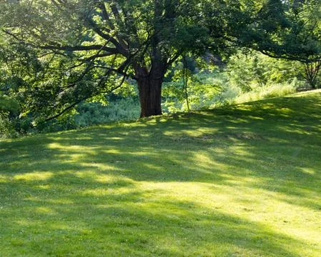 Field with large tree Stock Photos