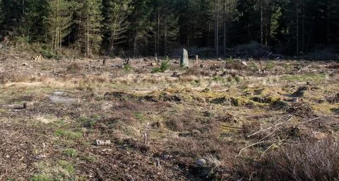 A field with a large tree stump in the middle 스톡 사진