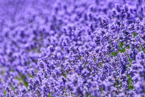 A field of lavander Lavandula with selective focus, portions purposely out of 스톡 사진