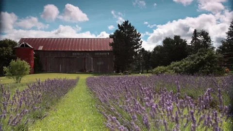 Field lavander view.clouds fast and old farm Stock Footage 112951891