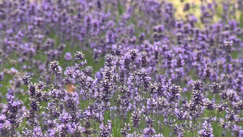Field of lavender with butterfly Stock Footage 78088275