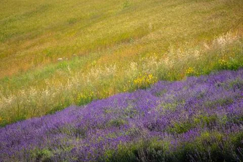 Field of lavender, Demonte, Piemonte region Stock Photos