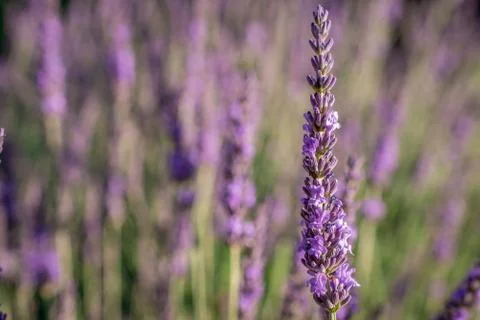 Field of lavender flowers Stock Photos