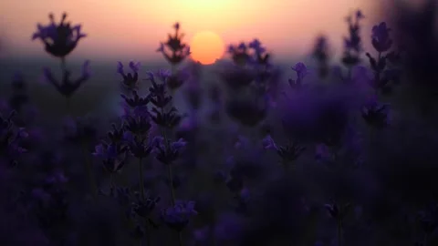 Field of lavender flowers at sunset is swaying Stock Footage