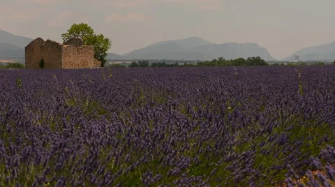 Field of lavender flowing in the wind and ruined old house Video stock 54693189
