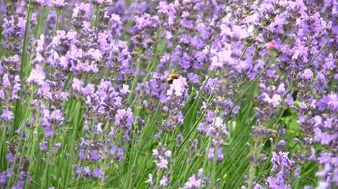 Field of Lavender Видео 10804757