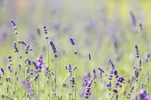 Field of lavender or sage. flowering medicinal plants in wild. fragrant purple Stock Photos