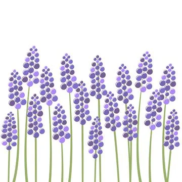 Field of lavender over white background Stock Illustration