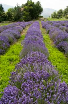 Field of lavender Stock Photos