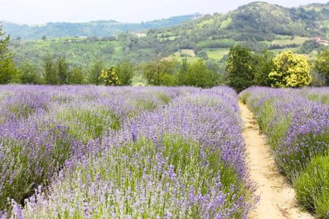 Field of lavender Foto stock