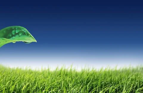 Field with leaf Stock Photos